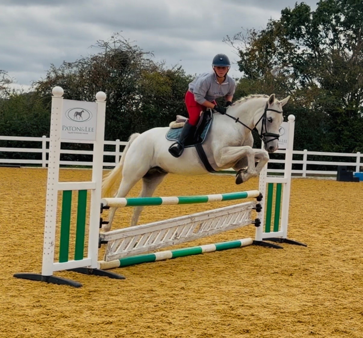 "Rover" Grey Gelding All Rounder - Horses in Bowers Gifford
