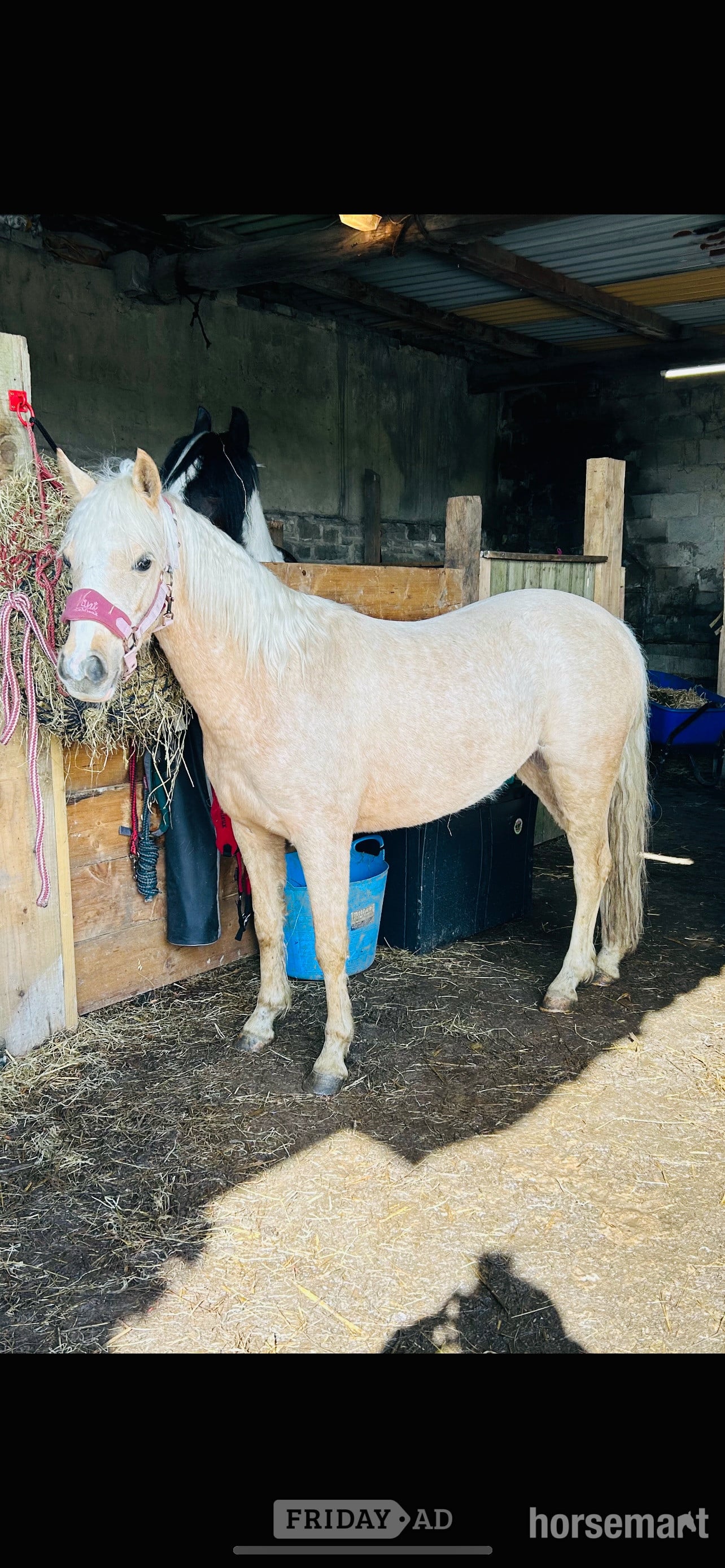 "Doylan Golden Dreamer " Palomino Mare Project Horse