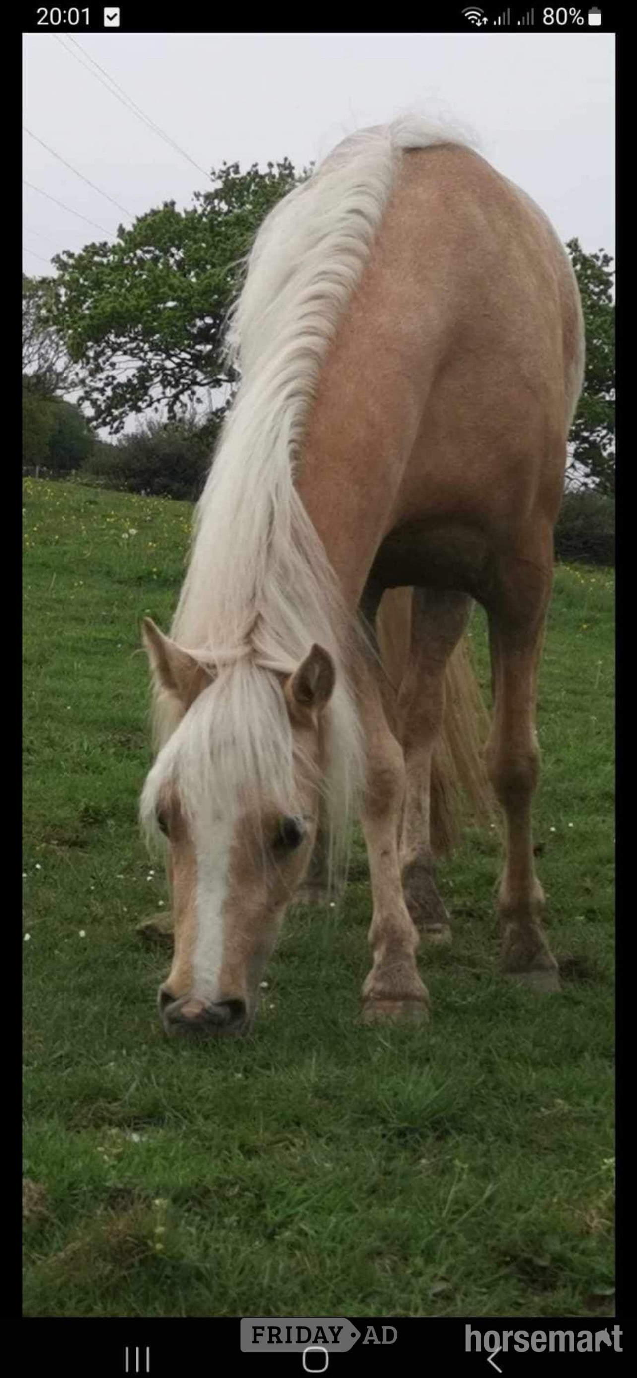 "Doylan Golden Dreamer " Palomino Mare Project Horse in New Mills