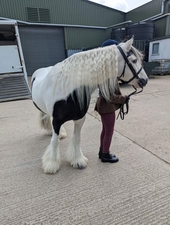 "Bobby" Piebald Gelding Pony Club Pony