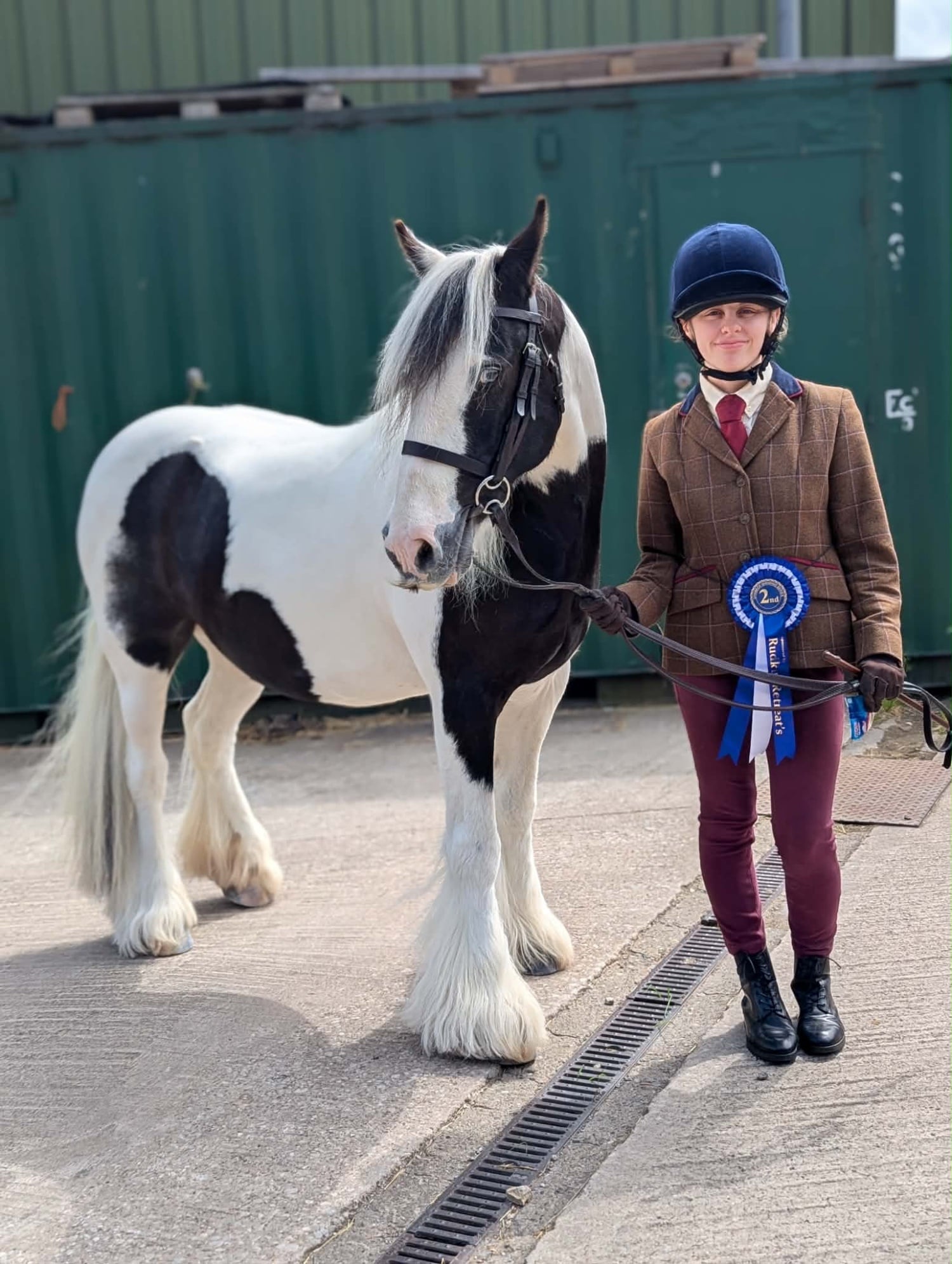 "Bobby" Piebald Gelding Pony Club Pony