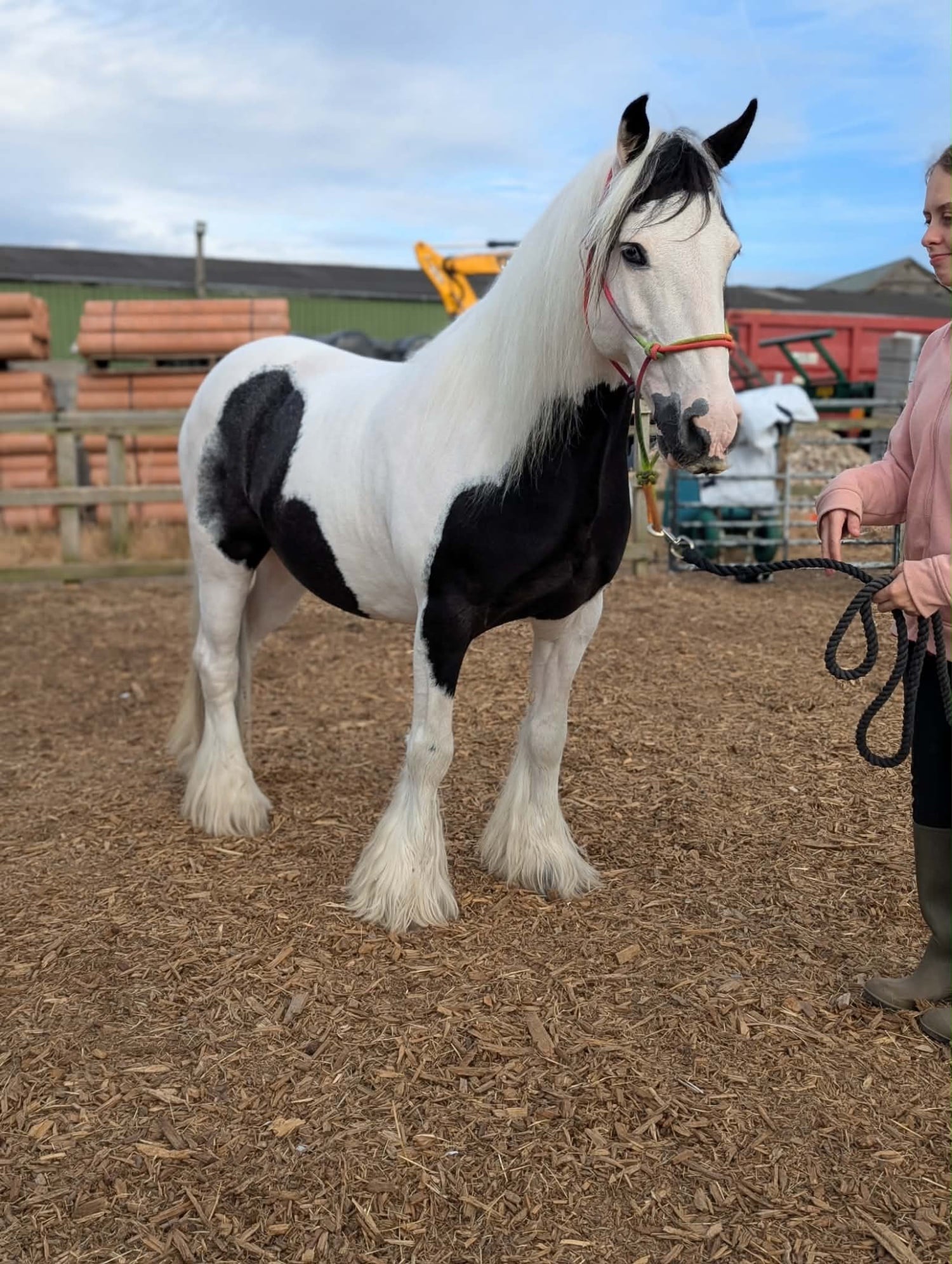 Pontefract "Bobby" Piebald Gelding Pony Club Pony
