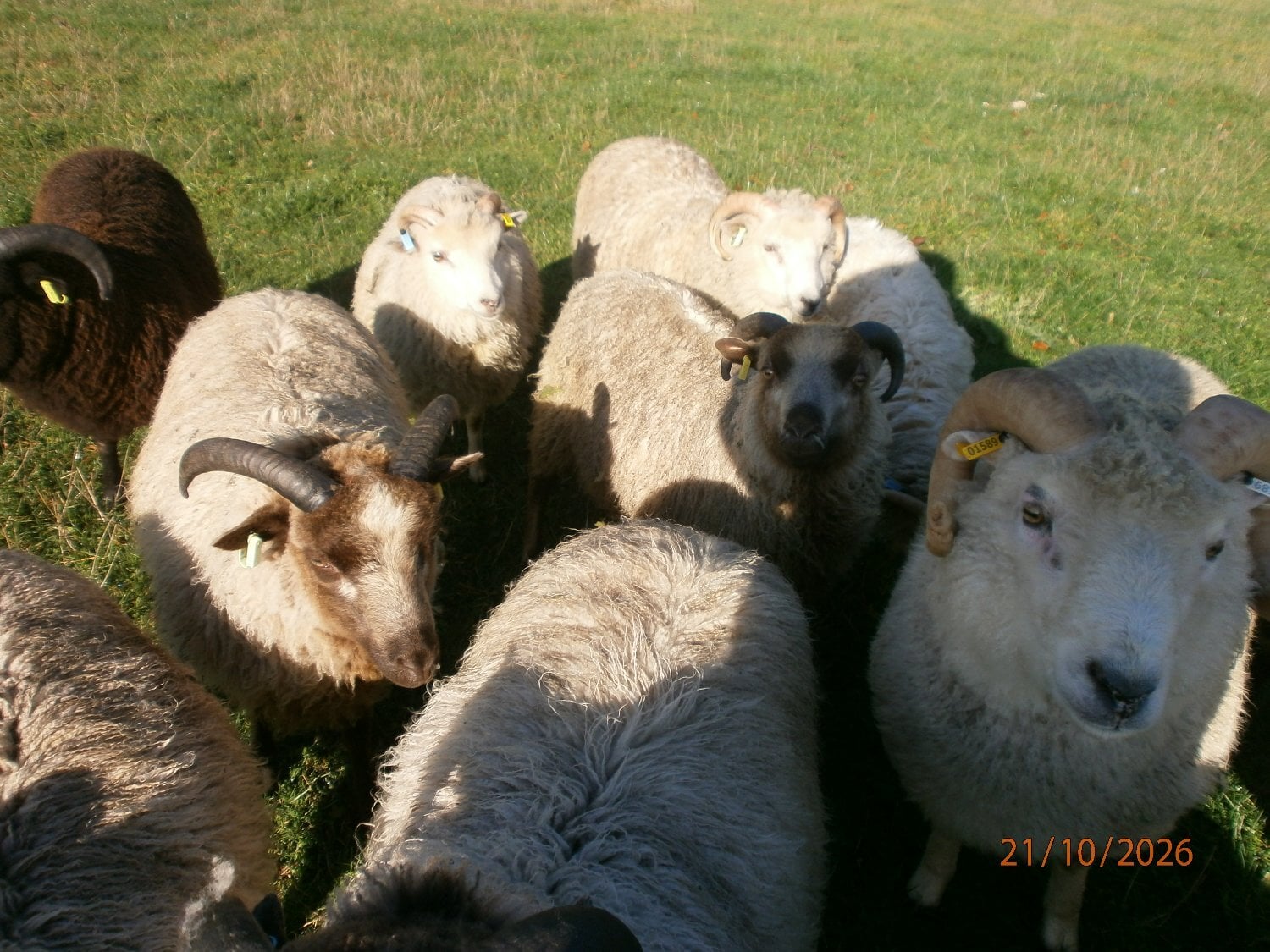 Shetland ram lambs