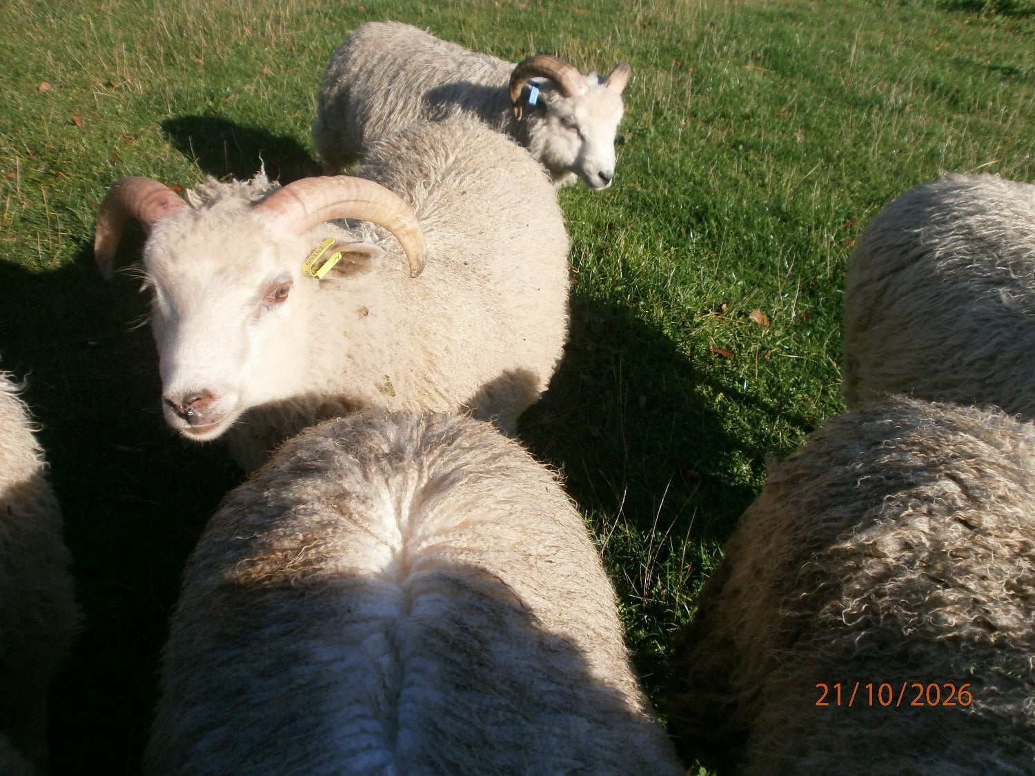Brigg Shetland ram lambs