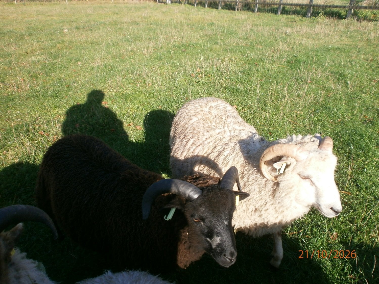 Shetland ram lambs - Livestock in Brigg