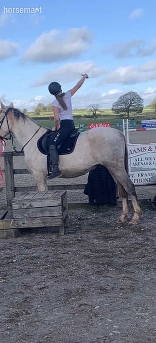 "Genal Granger" Grey Gelding Young Sport Horse