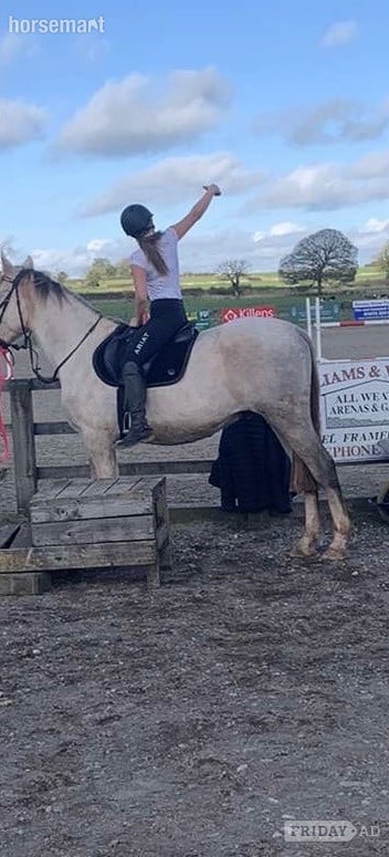 "Genal Granger" Grey Gelding Young Sport Horse in Radstock