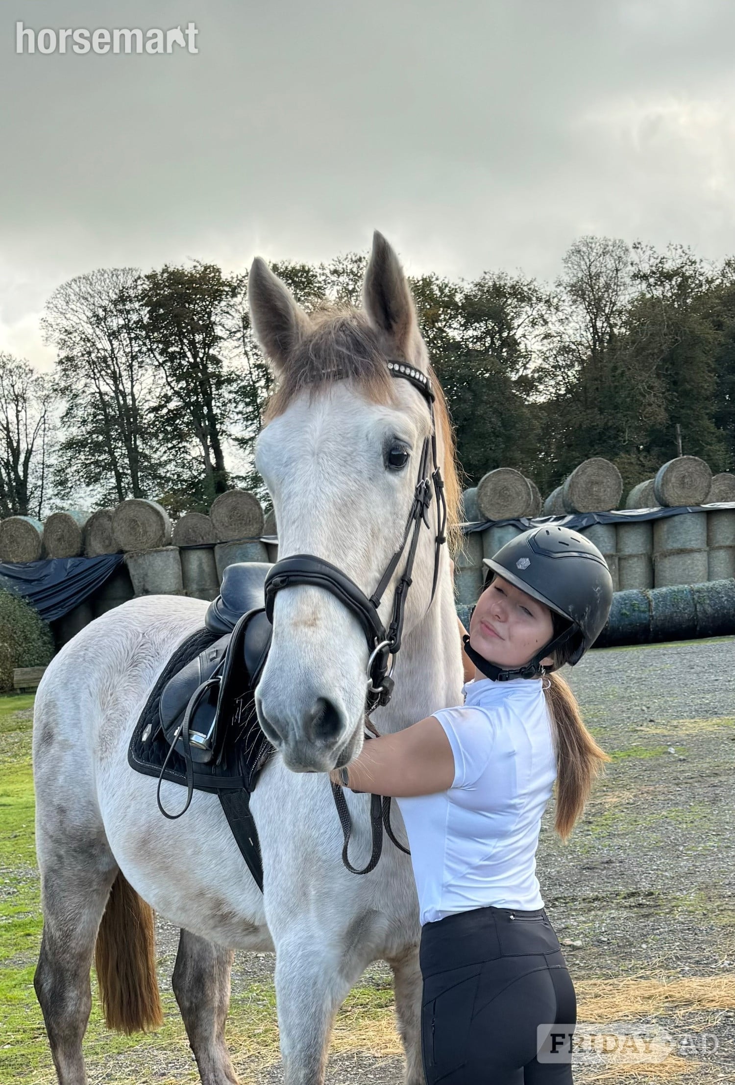 "Genal Granger" Grey Gelding Young Sport Horse