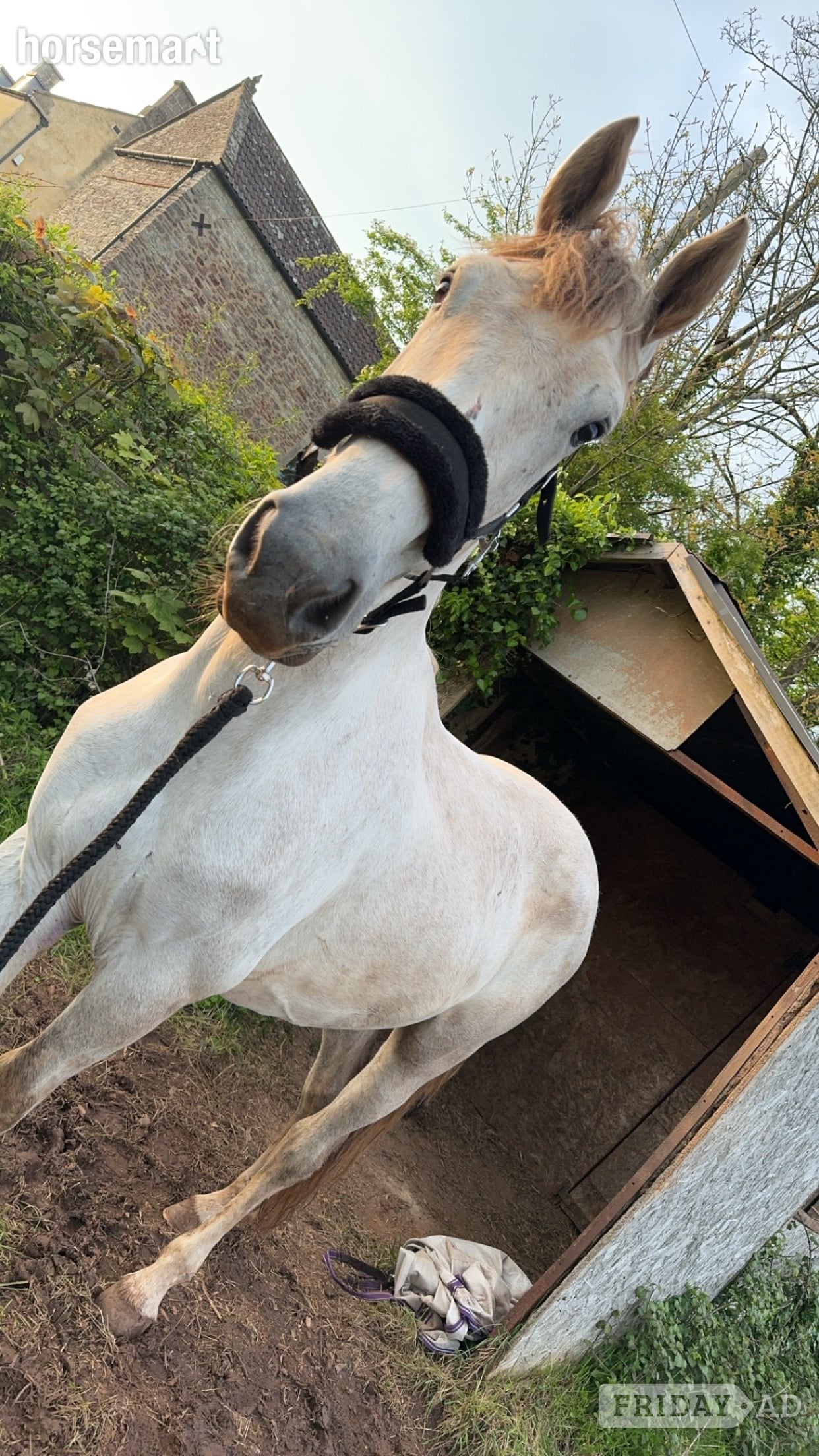 "Genal Granger" Grey Gelding Young Sport Horse - Horses in Radstock
