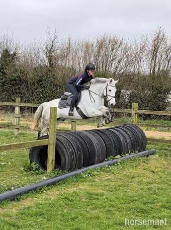 "Fred" Grey Gelding All Rounder