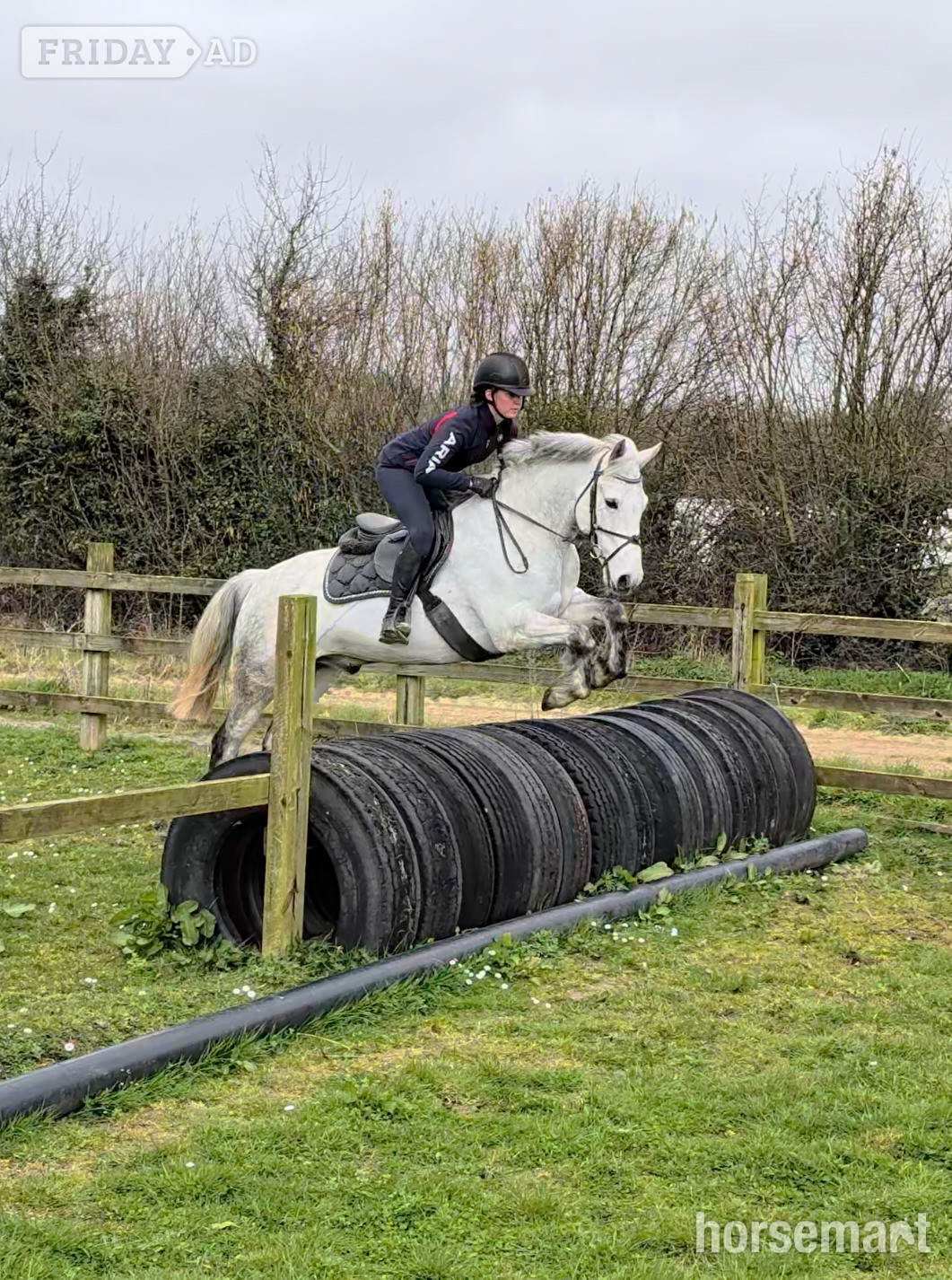 "Fred" Grey Gelding All Rounder in Kildare