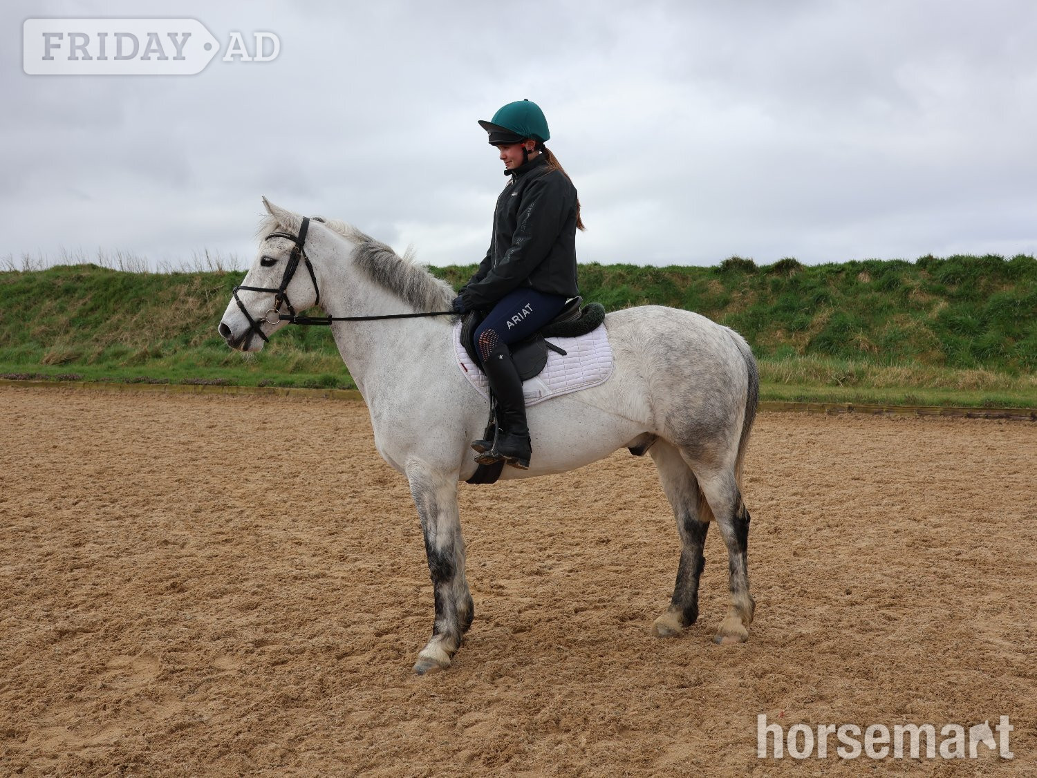 "Fred" Grey Gelding All Rounder