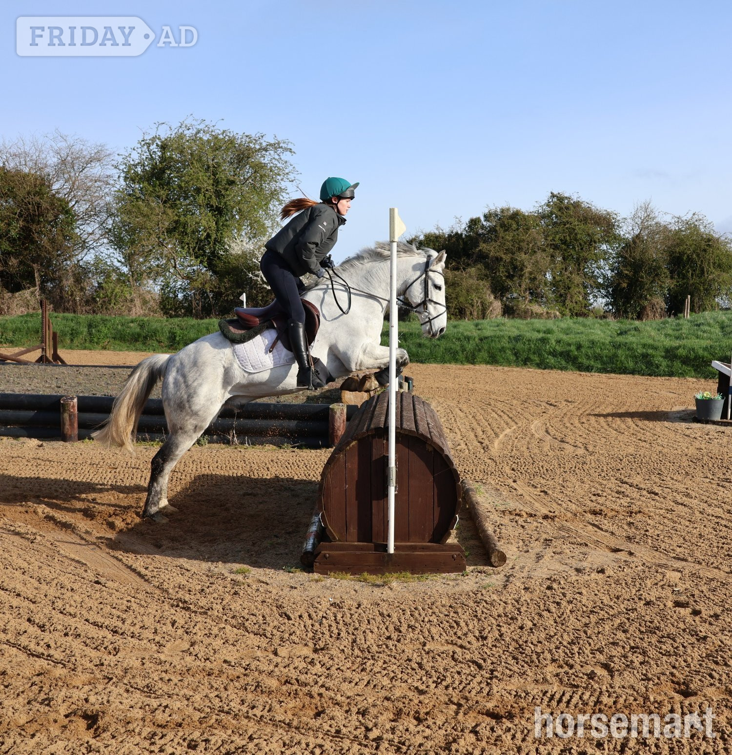 Kildare "Fred" Grey Gelding All Rounder