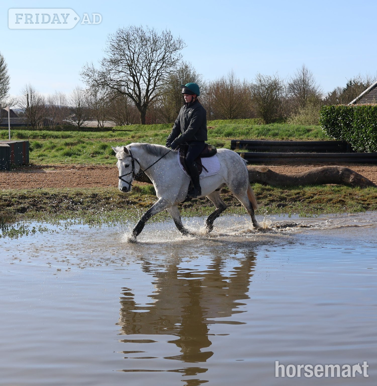 "Fred" Grey Gelding All Rounder - Horses in Kildare