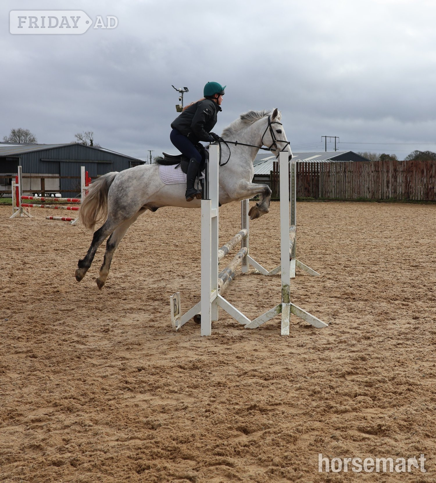 "Fred" Grey Gelding All Rounder - Horses