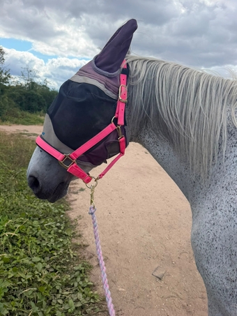 "Molly" Dapple Grey Mare All Rounder