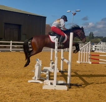 "Lady" Bay Mare All Rounder