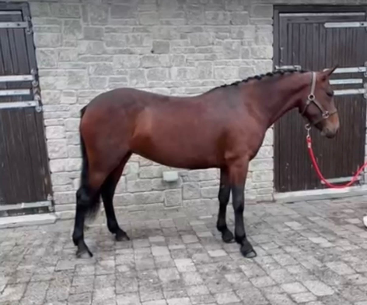Bowers Gifford "Lady" Bay Mare All Rounder