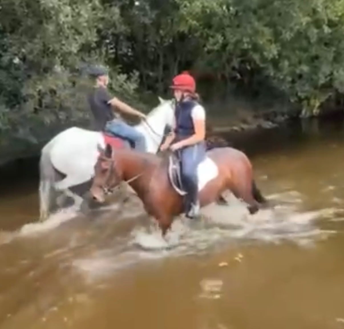 "Lady" Bay Mare All Rounder - Horses in Bowers Gifford
