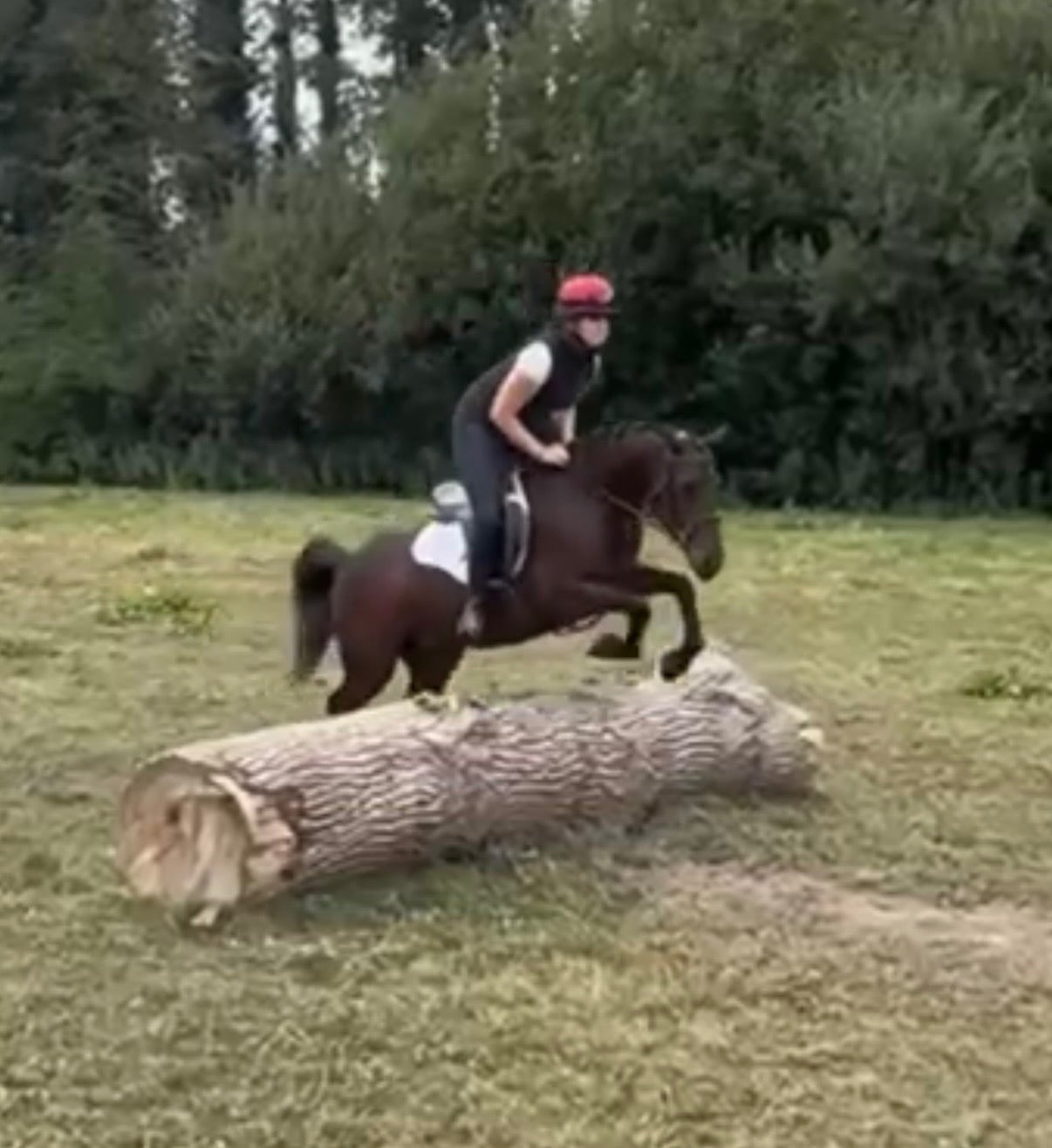 "Lady" Bay Mare All Rounder - Horses