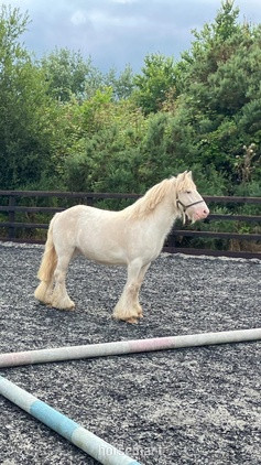 "Pony" Cremello Gelding Pony Club Pony