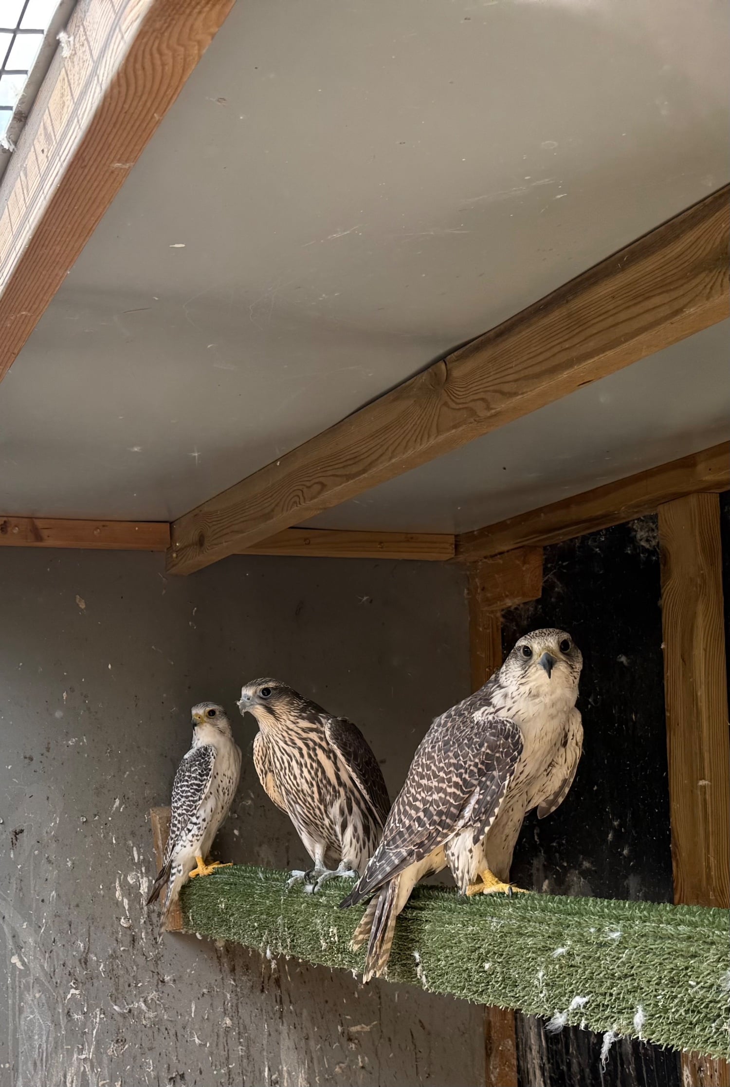 Market Rasen Gyr/sakers 7/8  breeding pairs 