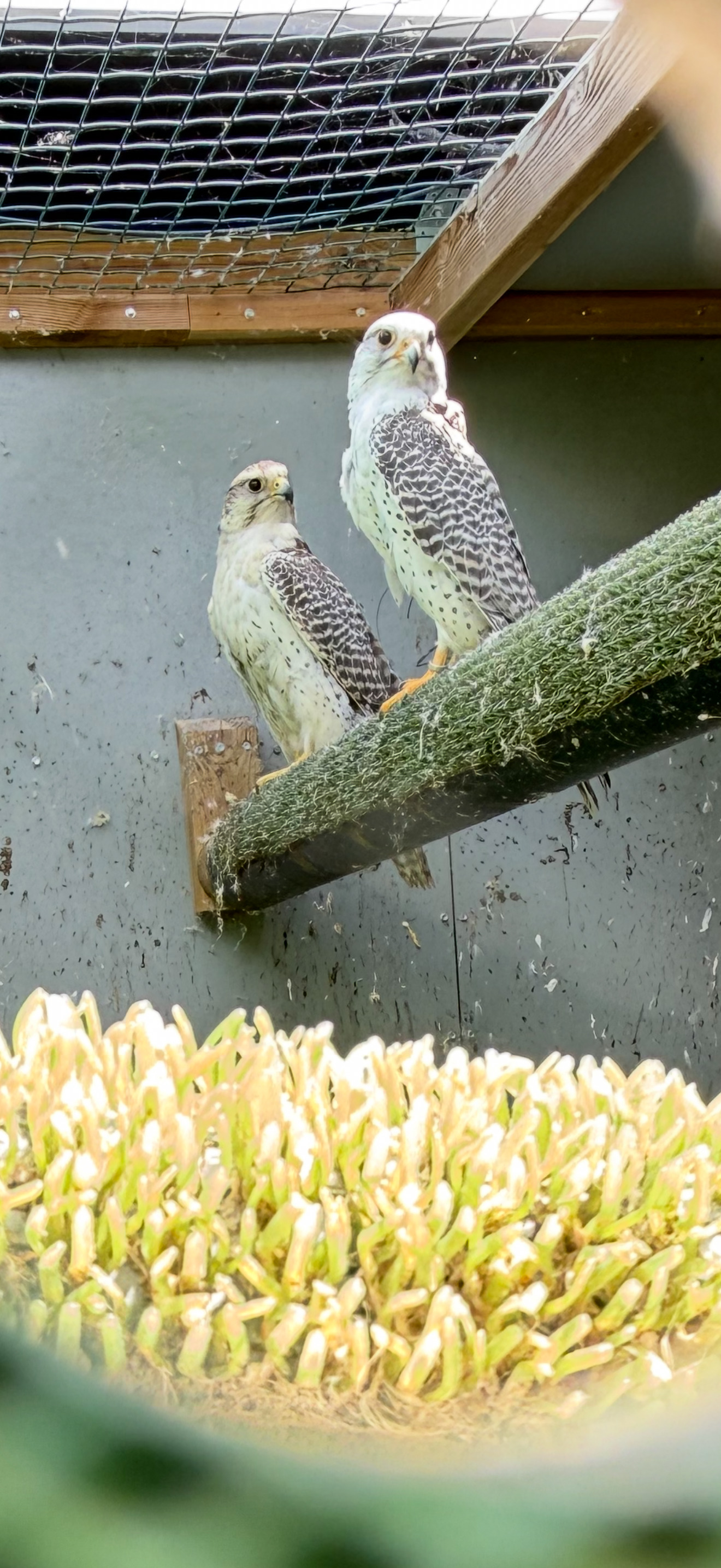 Gyr/sakers 7/8  breeding pairs  - Birds