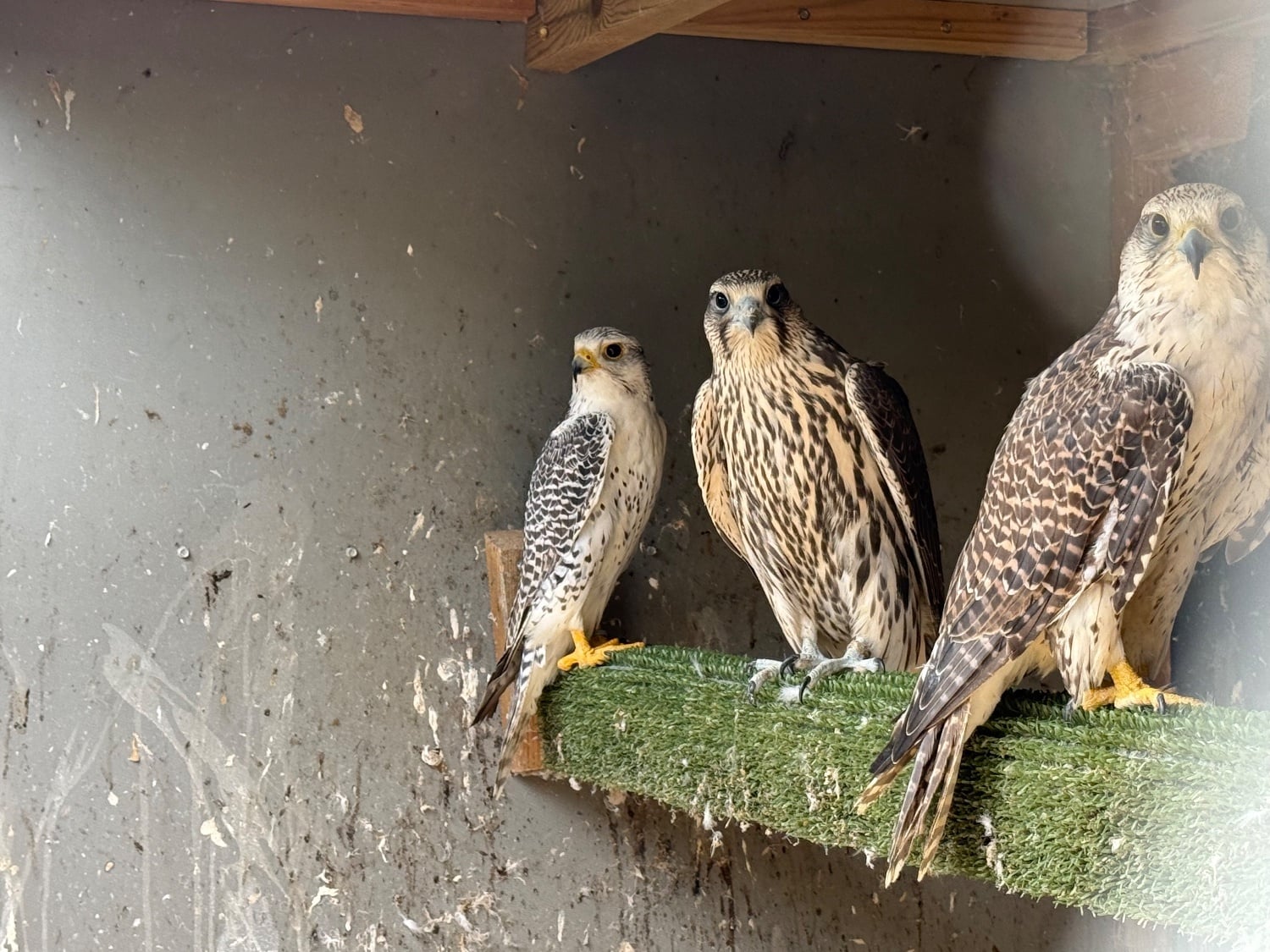 Gyr/sakers 7/8 this year’s