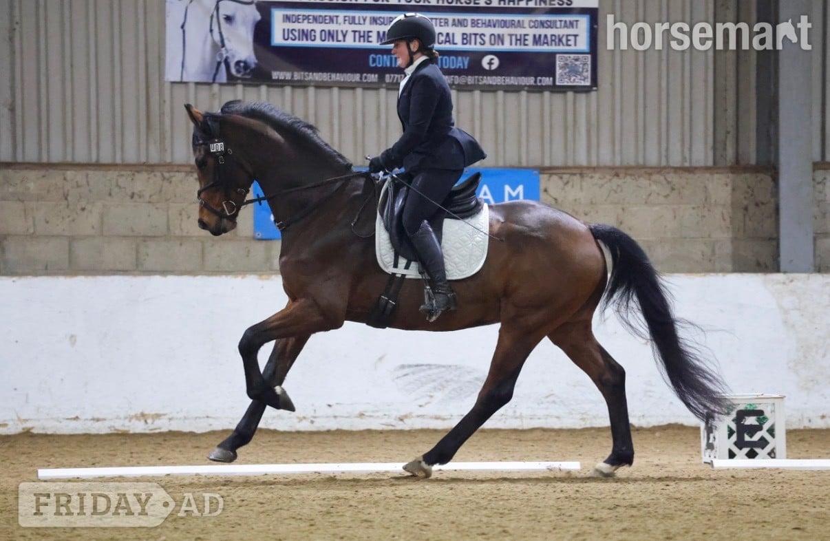 "Rafiki " Bay Gelding Dressage Horse in Great Yarmouth