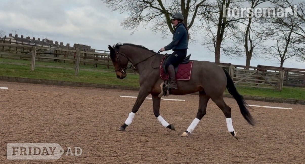 "Rafiki " Bay Gelding Dressage Horse