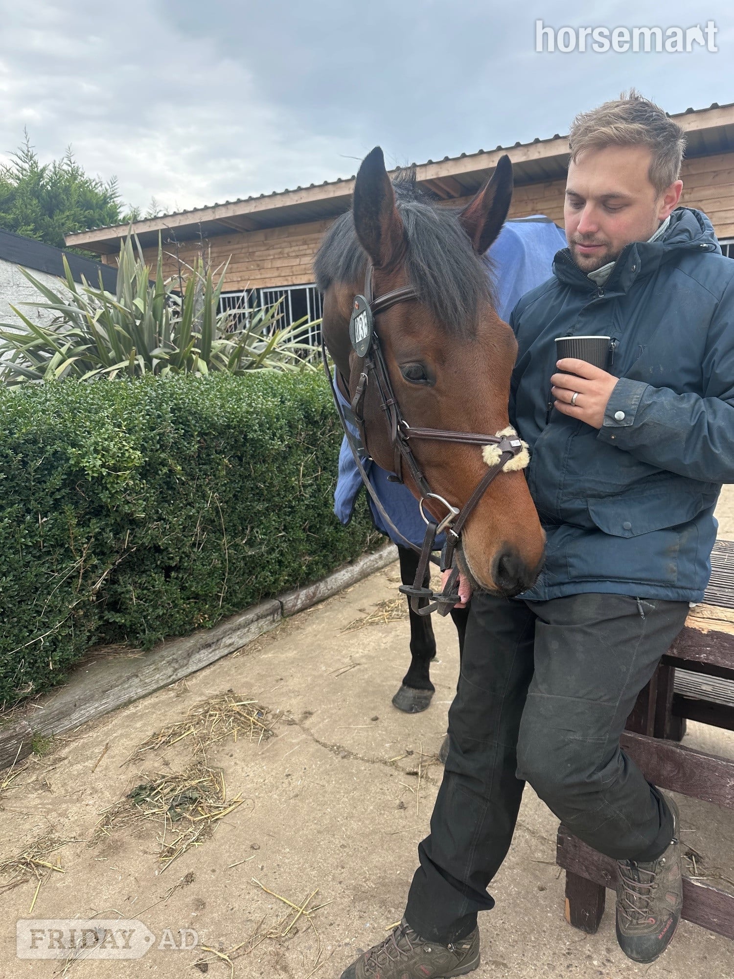 Great Yarmouth "Rafiki " Bay Gelding Dressage Horse