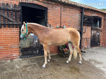 "Bharina" Chestnut Filly All Rounder