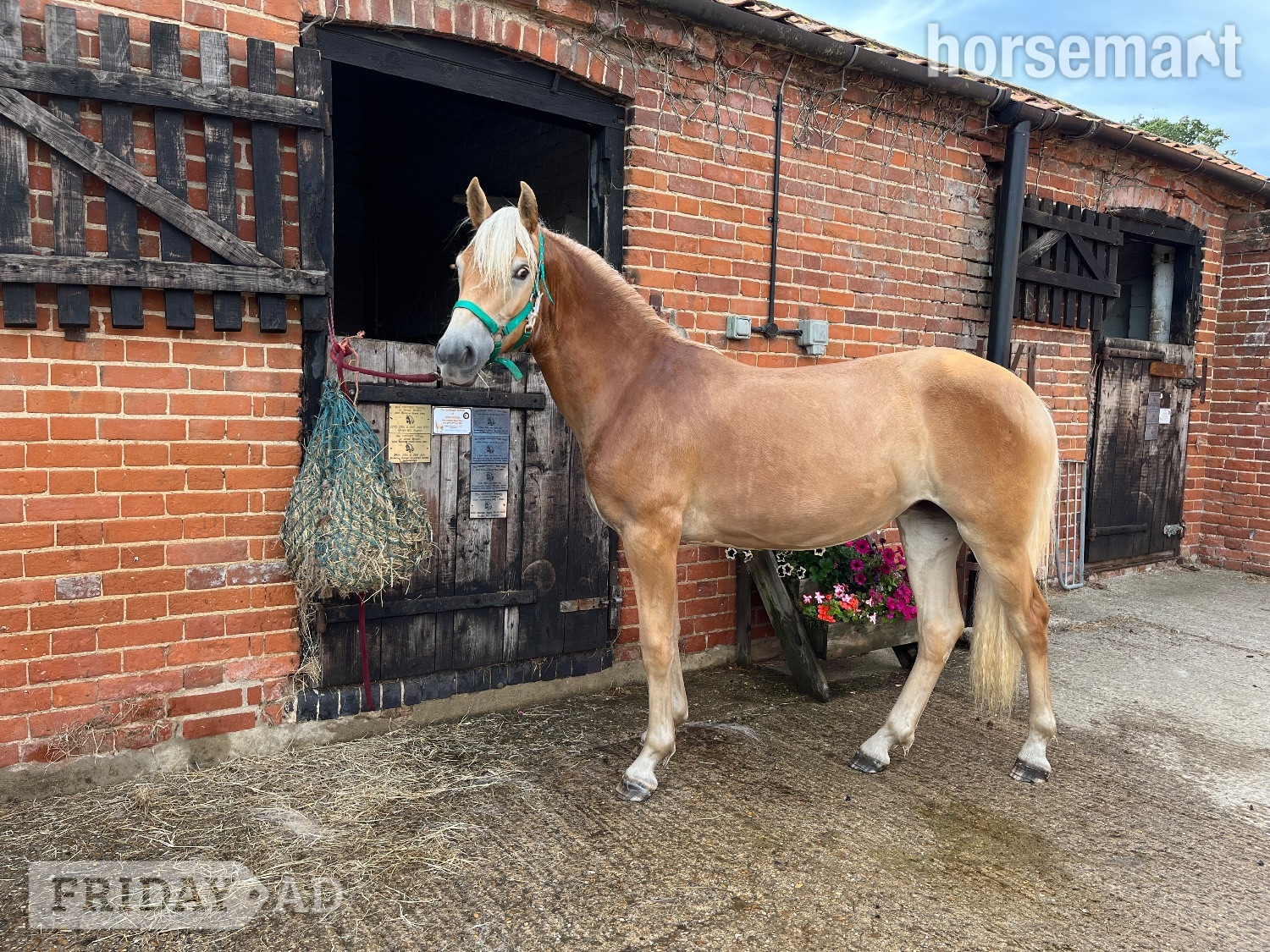 "Bharina" Chestnut Filly All Rounder