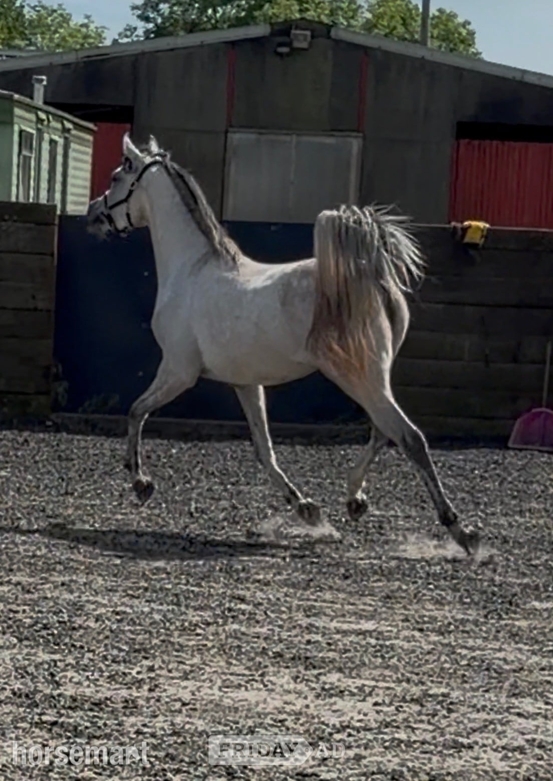 "China" Grey Filly Youngstock / Foal in Oswestry