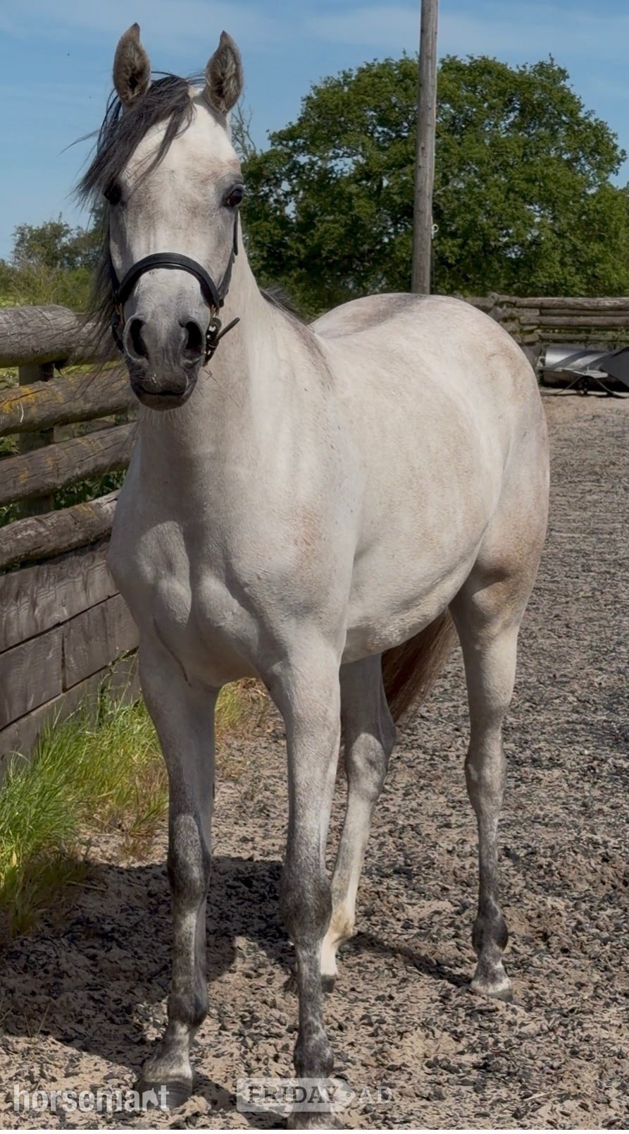 "China" Grey Filly Youngstock / Foal