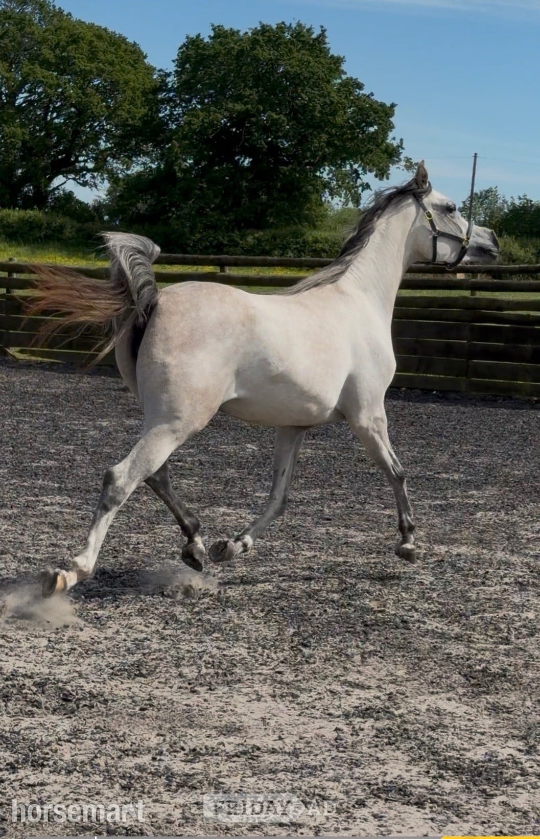 Oswestry "China" Grey Filly Youngstock / Foal