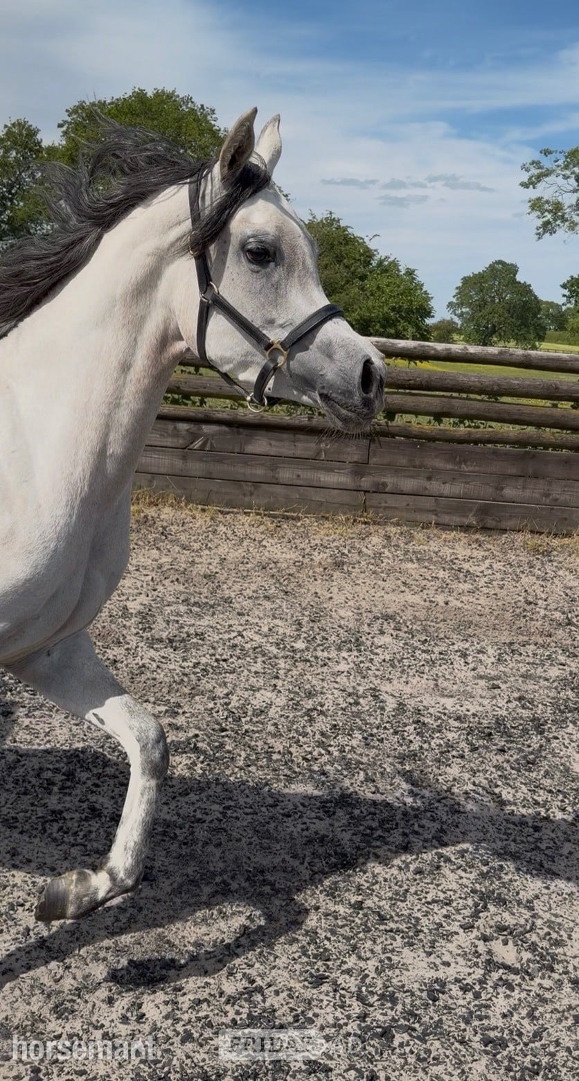 "China" Grey Filly Youngstock / Foal - Horses in Oswestry