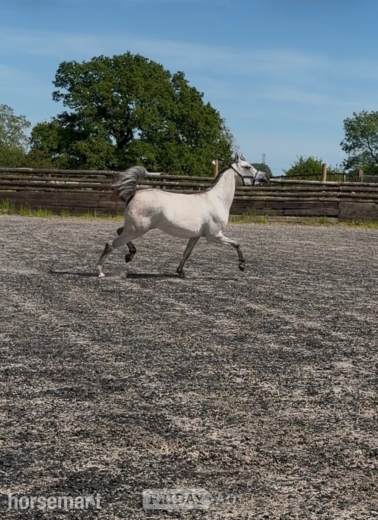 "China" Grey Filly Youngstock / Foal - Horses