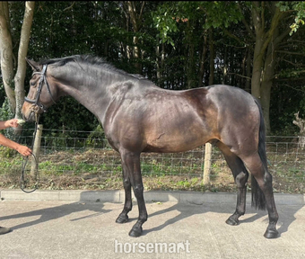 "Franz"  Gelding Dressage Horse