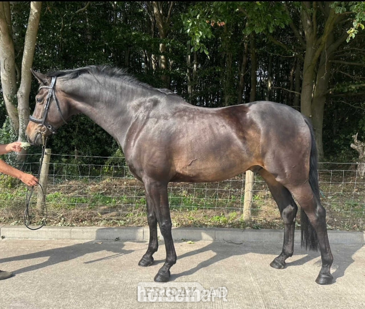 "Franz"  Gelding Dressage Horse in Horsley