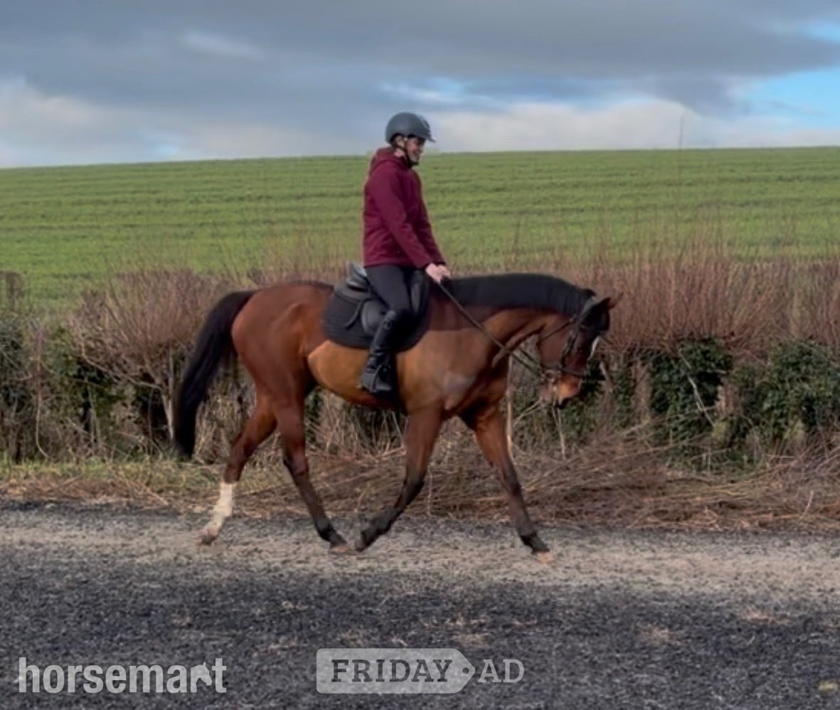"Flame "  Mare All Rounder in Bridgwater