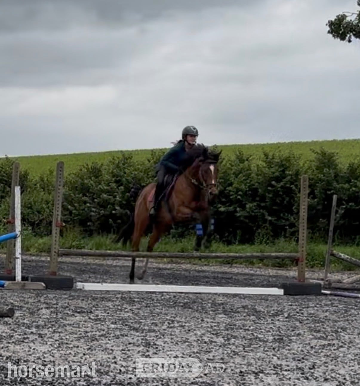"Flame "  Mare All Rounder