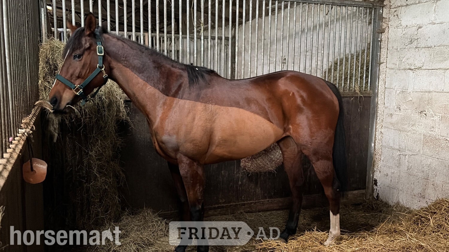Bridgwater "Flame "  Mare All Rounder