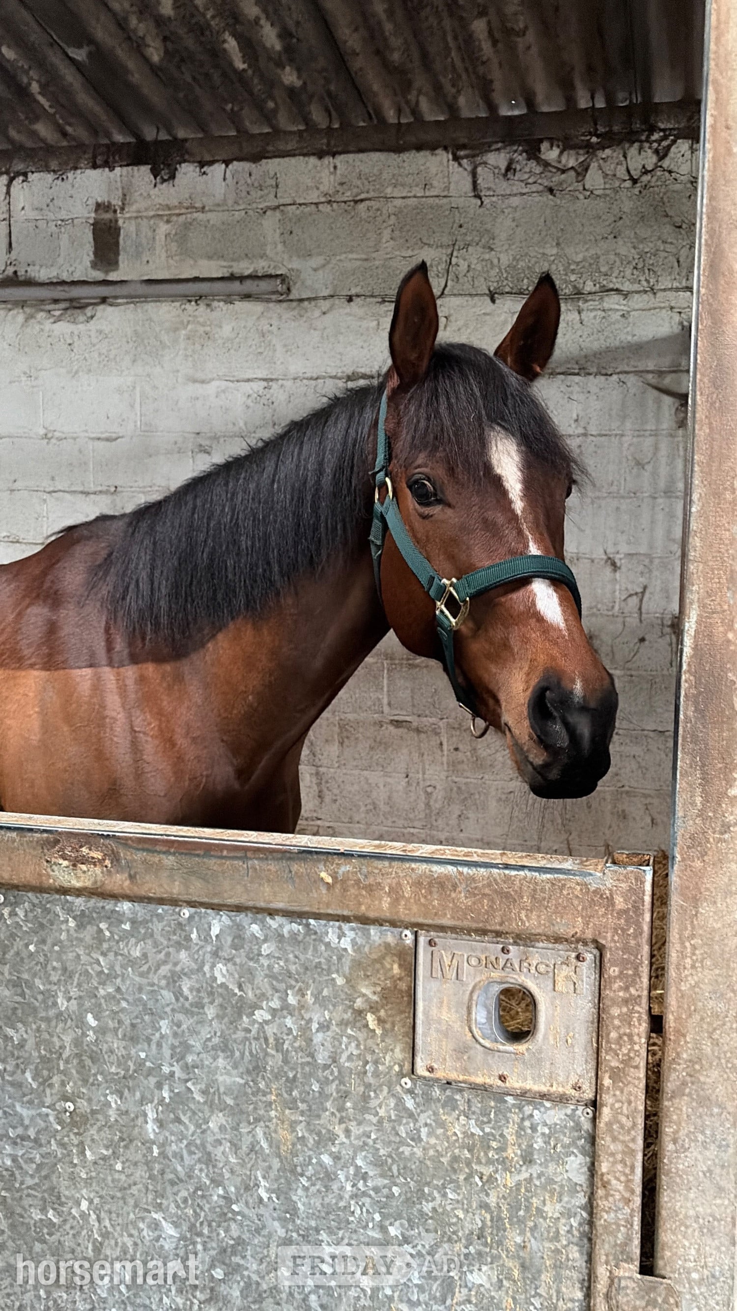 "Flame "  Mare All Rounder - Horses in Bridgwater
