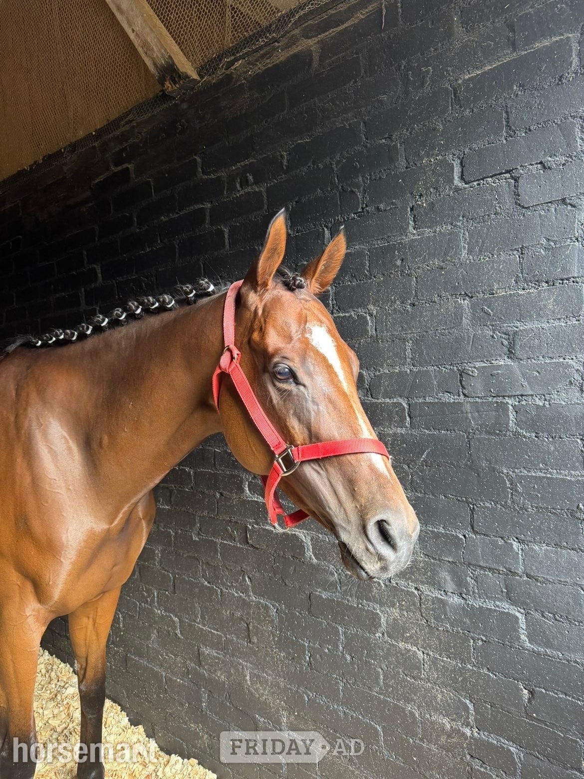 "Flame "  Mare All Rounder - Horses