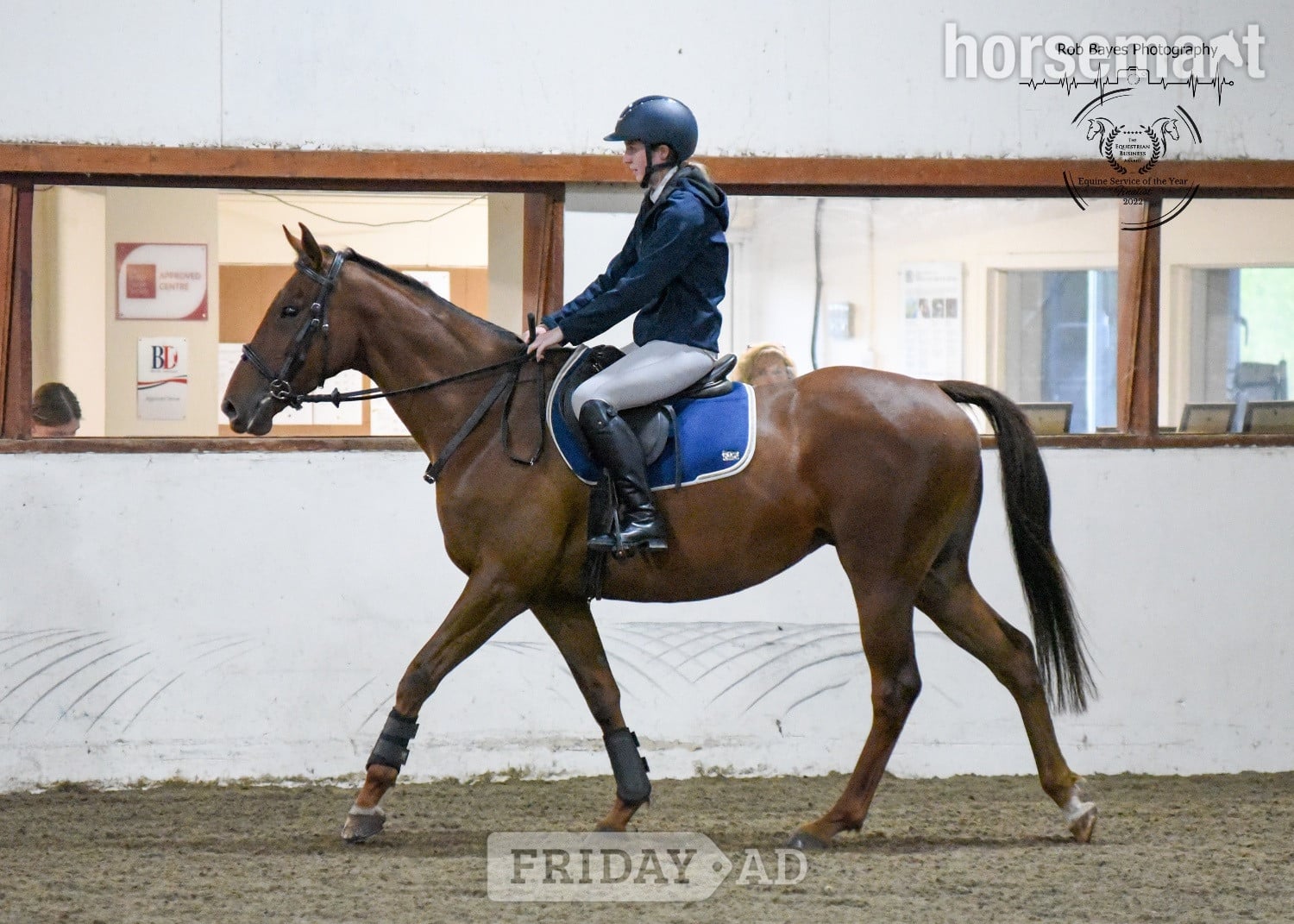 "Olive "  Mare All Rounder in Bridgwater