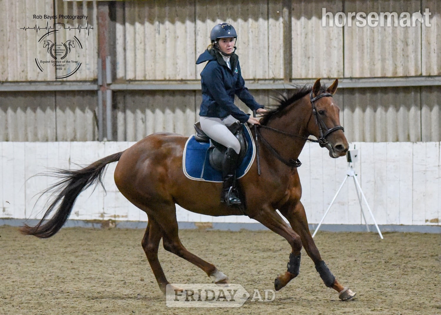 "Olive "  Mare All Rounder