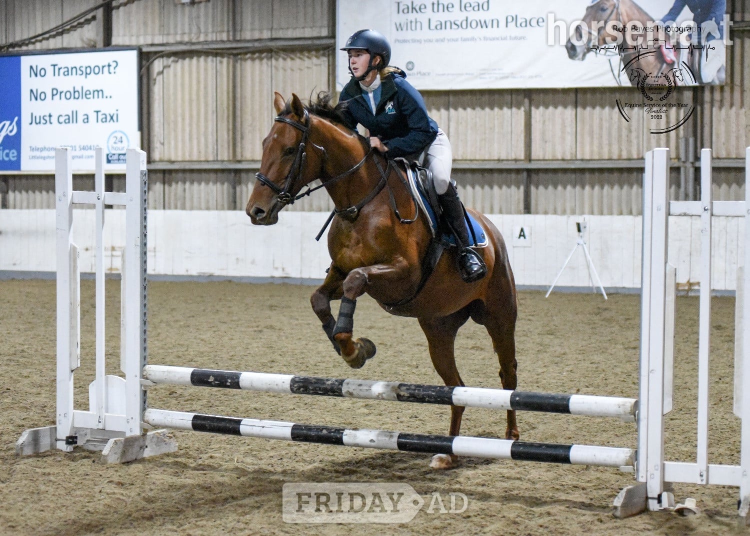 "Olive "  Mare All Rounder - Horses
