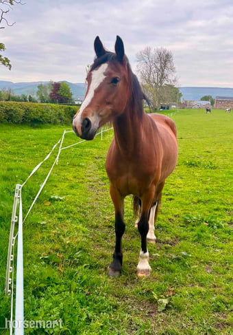"Annie" Bay Mare Project Horse