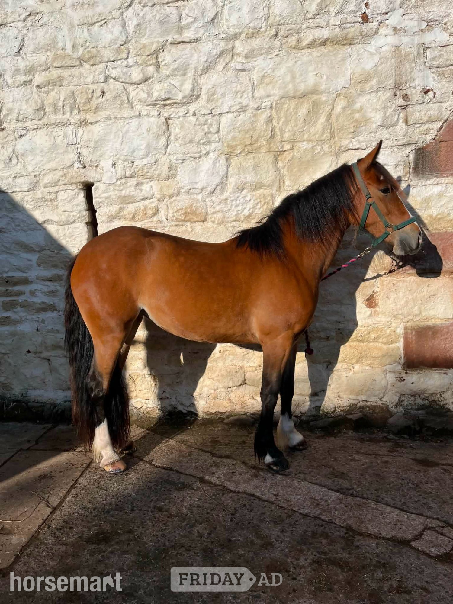 "Annie" Bay Mare Project Horse